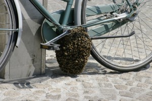 swarm-bike